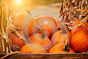 Orange halloween pumpkins on stack of hay or straw in sunny day, fall display