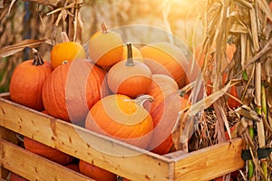 Orange halloween pumpkins on stack of hay or straw in sunny day, fall display