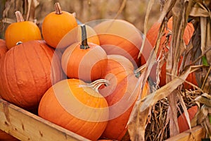 Orange halloween pumpkins on stack of hay or straw in sunny day, fall display