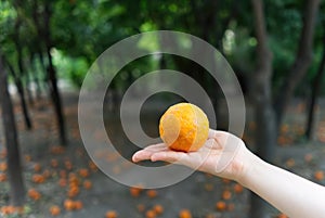 Orange in hand in the central park of Athens