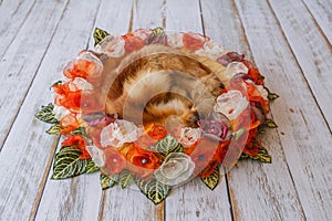 Orange handmade flower circle for newborn babies with fox fur in