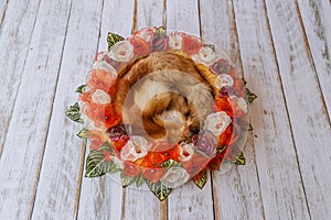 Orange handmade flower circle for newborn babies with fox fur in