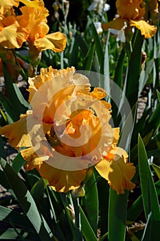 Orange Harvest Bearded Iris