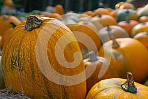 Pumpkin Patch Harvest Pumpkins