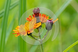 Orange hawk bit, Pilosella aurantiaca, flower from the side