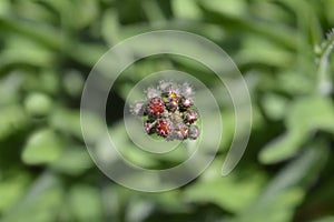 Orange hawkweed