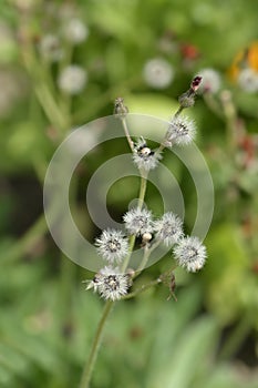 Orange hawkweed