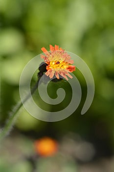 Orange hawkweed