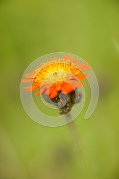 Orange Hawkweed Bloom in the Meadow