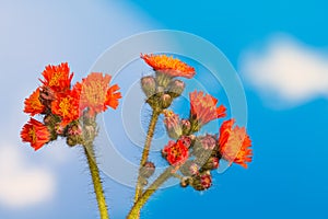 Orange hawkweed blooms and buds on blue sky background. Pilosella aurantiaca or Hieracium aurantiacum
