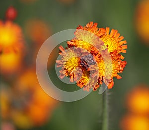 Orange Hawkweed Bud