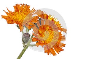 Orange Hawkweed Flower