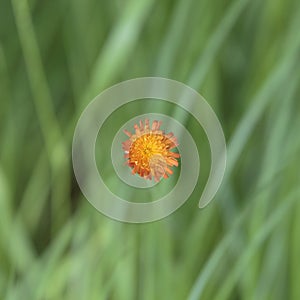 Orange hawkweed Flower separated from the background by a shallow depth of field