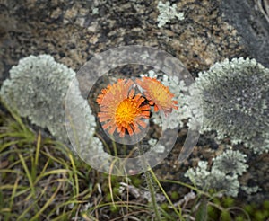 Orange Hawkweed Flowers