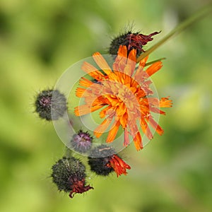Orange Hawkweed flowers