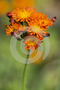 Orange Hawkweed flowers in bloom, wild ornamental flowering plants