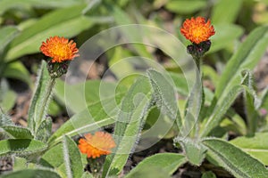 Orange Hawkweed flowers in bloom, wild ornamental flowering plants