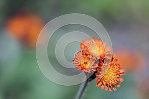 Orange Hawkweed flowers in bloom, wild ornamental flowering plants