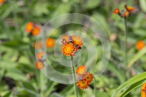 Orange Hawkweed flowers in bloom, wild ornamental flowering plants