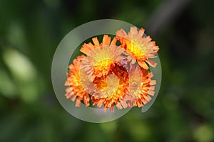 Orange hawkweed