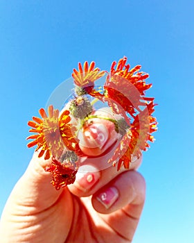 Orange hawkweed flowers