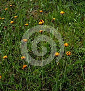 Orange Fox and Cubs Pilosella aurantiaca flowering
