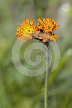 Orange Hawkweed or Fox-and-Cubs