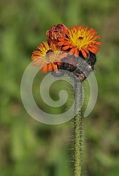 Orange Hawkweed or Fox-and-Cubs