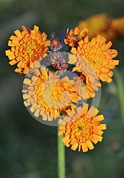 Orange Hawkweed or Fox-and-Cubs