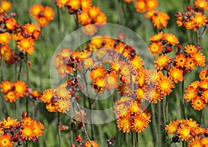 Orange Hawkweed Patch