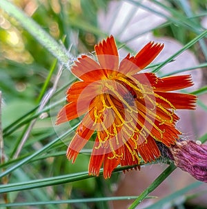 Orange Hawkweed (Philomela aurantiaca) wildflower closeup
