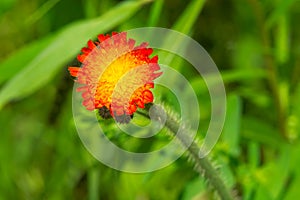 Orange Hawkweed - Pilosella aurantiaca