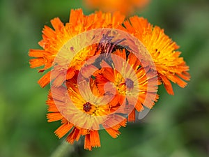 Orange hawkweed Pilosella aurantiaca in the garden