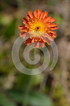 Orange Hawkweed - Pilosella aurantiaca