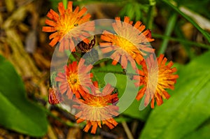 Orange Hawkweed, Pilosella Aurantiaca, Adirondack Forest Preserve, New York