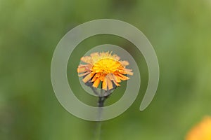 Orange hawkweed Pilosella aurantiaca