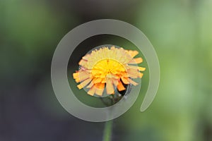 Orange hawkweed Pilosella aurantiaca