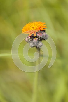 Orange hawkweed - Pilosella aurantiaca