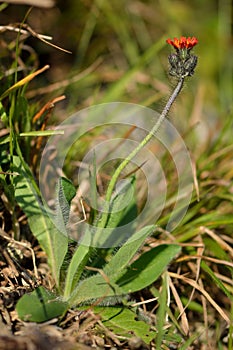 Orange hawkweed (Pilosella aurantiaca)