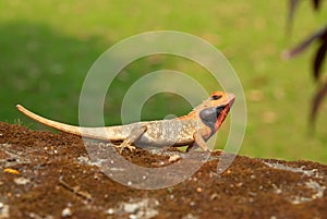 Orange-headed agama