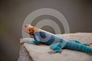 Orange Headed Agama Lizard