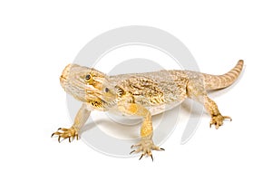 Orange headed bearded dragon (pogona vitticeps) photo