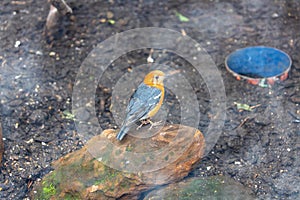 Orange-headed Ground Thrush (Geokichla citrina) in India