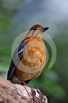 Orange headed ground thrush zoothera citrina