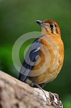 Orange headed ground thrush zoothera citrina