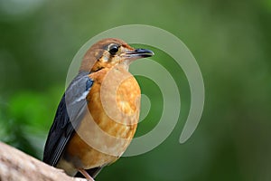 Orange headed ground thrush zoothera citrina