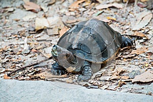 Orange Headed Temple Terrapin or Giant Asian Pond Turtle