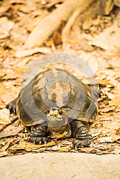 Orange Headed Temple Terrapin or Giant Asian Pond Turtle