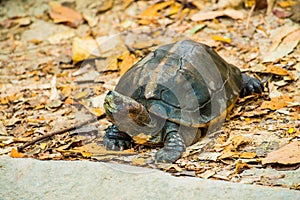 Orange Headed Temple Terrapin or Giant Asian Pond Turtle