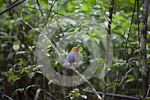 Orange headed thrush